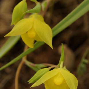 Calochortus pulchellus